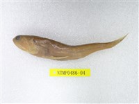 藏品(大頭花桿狗母)的圖片